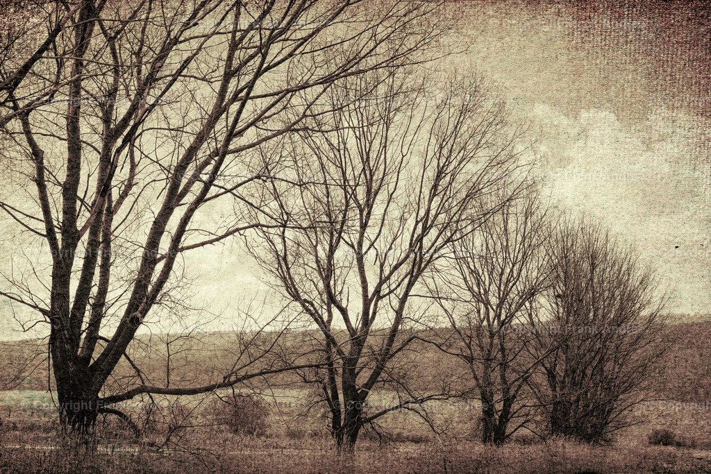 Baumgruppe  | Eine Baumgruppe im Esperstedter Ried. Monochrome Landschaftsfotografie. - Realisiert mit Pictrs.com