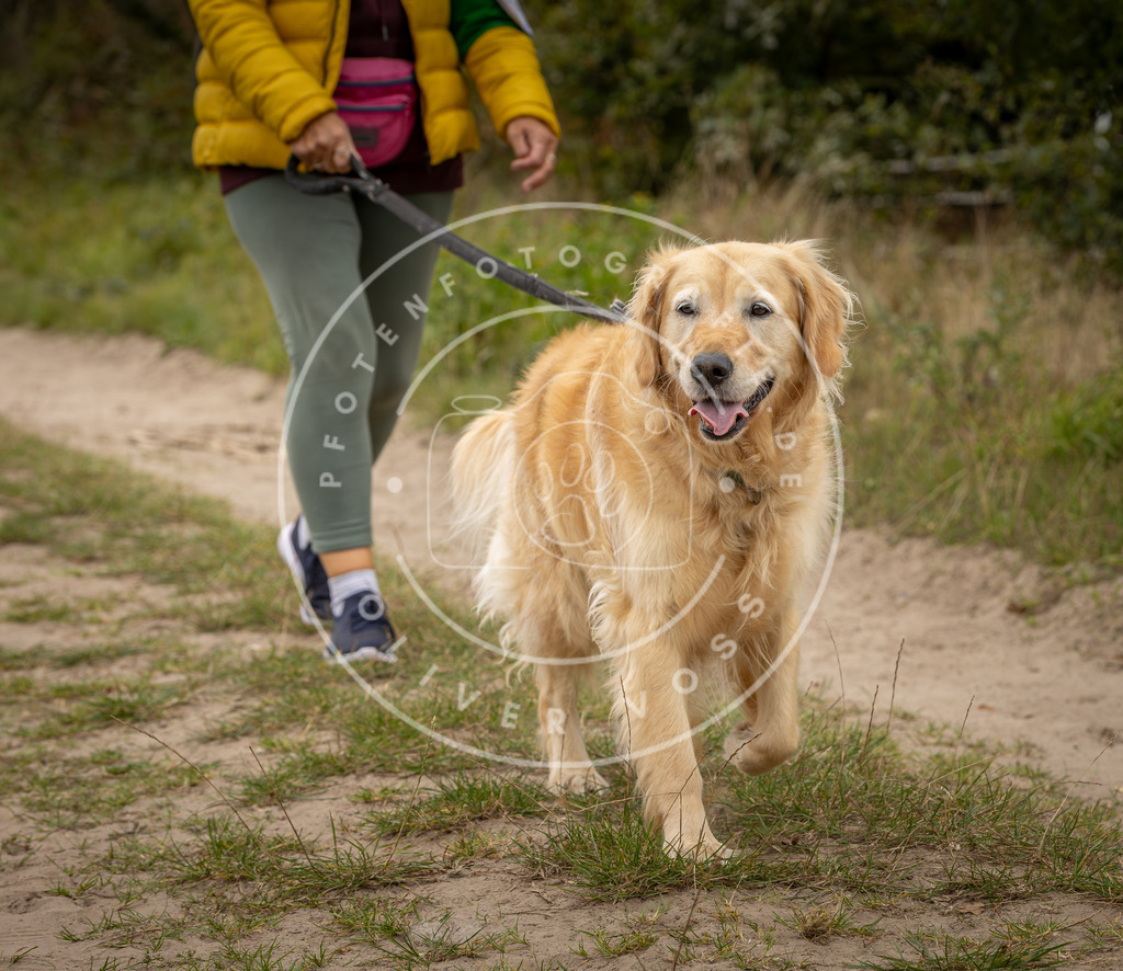 Pfotenfotografie_DV3A8316 | Hundefotografie, Tierfotograf, Pfotenfotografie, Fotoshooting Hund, Hunde Portrait, Hundesport, Hundeportraits, Heideshooting, Hunde, Sportfotograf, Hundefotograf, Turnierhundsport, THS,  - Realisiert mit Pictrs.com