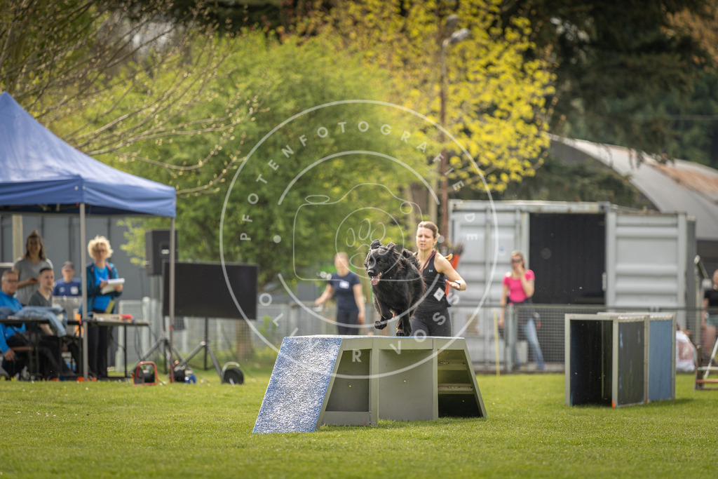 Pfotenfotografie_DV3A6339 | Hundefotografie, Tierfotograf, Pfotenfotografie, Fotoshooting Hund, Hunde Portrait, Hundesport, Hundeportraits, Heideshooting, Hunde, Sportfotograf, Hundefotograf, Turnierhundsport, THS,  - Realisiert mit Pictrs.com
