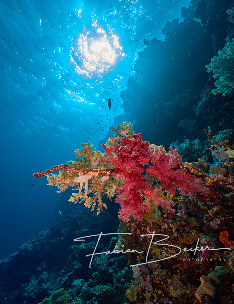 Korallenduett | Einzigartige Wandbilder von faszinierenden Unterwasserwelten. Exklusive Kunst für Empfangsbereiche, Wohnraum oder Wartezimmer. - Realisiert mit Pictrs.com