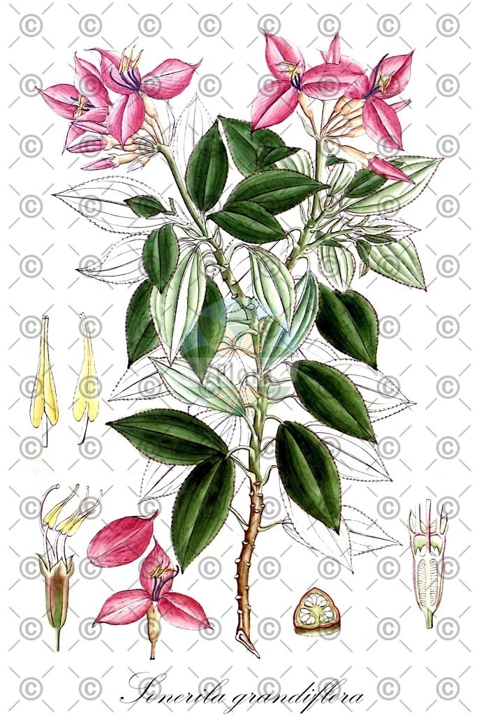 HistAbb_wfo-0001140434_2_ENZY_Simple | Historische Abbildung von Sonerila grandiflora - Melastomataceae | Historical Illustration of Sonerila grandiflora - Melastomataceae