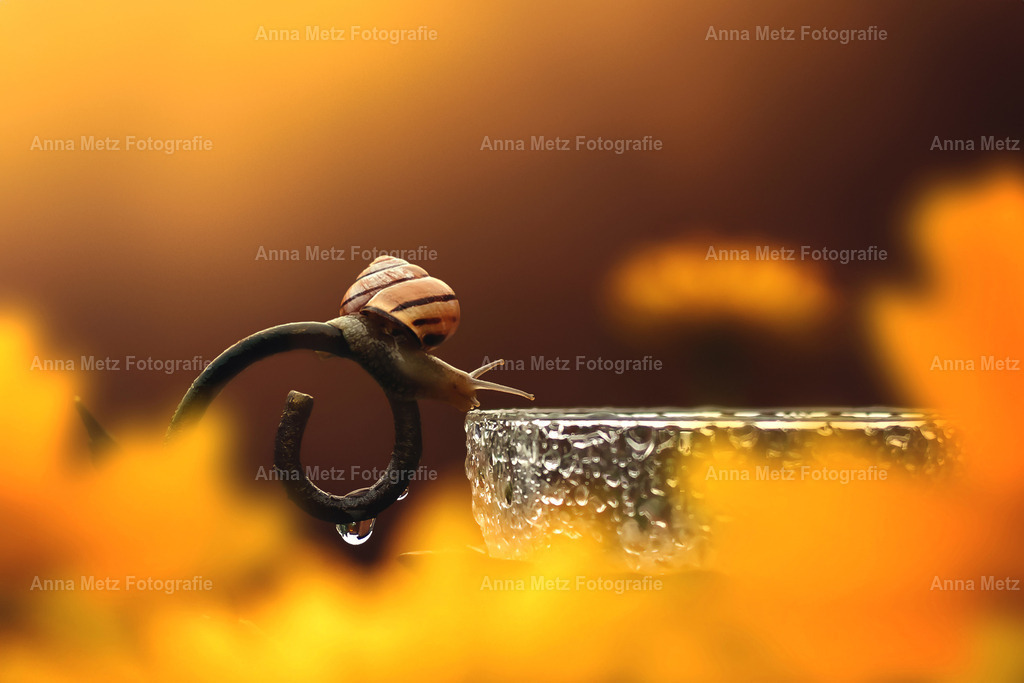 Schnecke 4 | anna-metz - Realisiert mit Pictrs.com