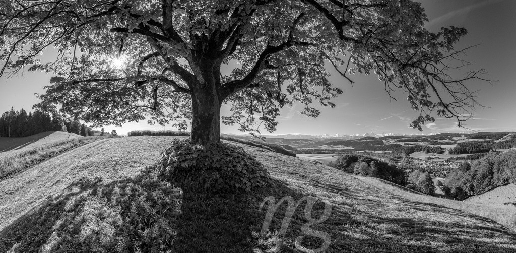 Unter einer Emmentaler Linde | Die ideale Geschenkidee für Naturliebhaber. Naturbilder von Marcel Gross Photography für ihr Zuhause in den verschiedensten Formaten und Materialien. - Realisiert mit Pictrs.com