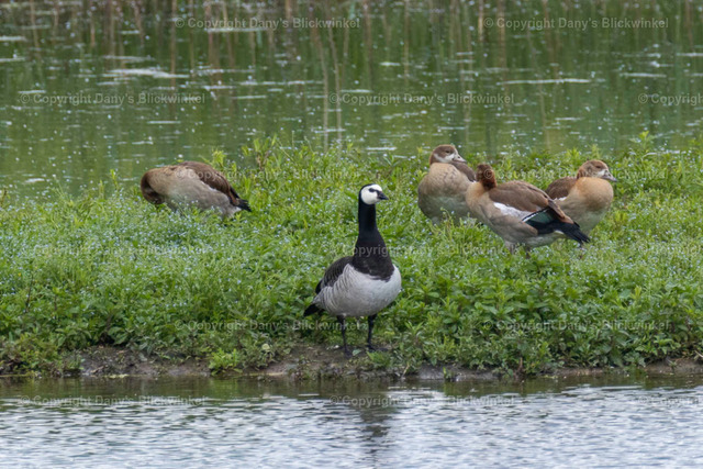 201728 | Tierfotografie, Tierkalender, Tierbilder, Insekten, Spinnen, Vögel, Schmetterling, Libellen, Leinwand, Colorkey, Qualität, Geschenkartikel, Geschenk - Realisiert mit Pictrs.com