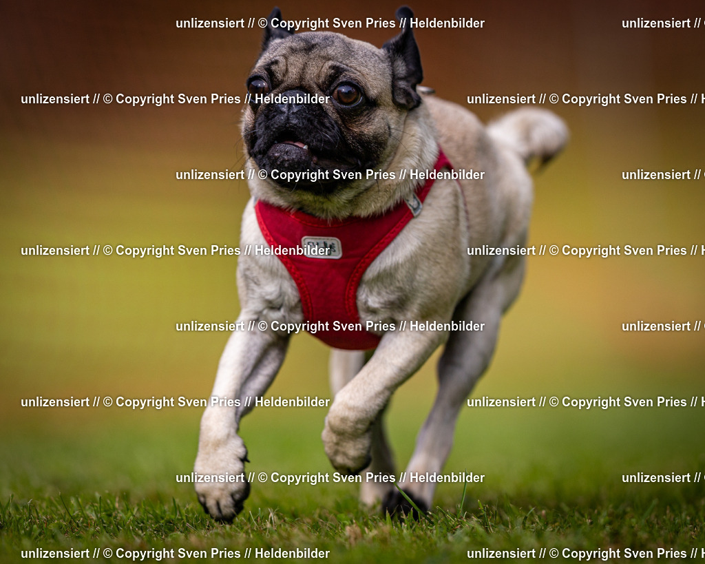 Sven Pries | 2024-09-22 - Hunderennen Baden-BadenPudelverein - Realisiert mit Pictrs.com