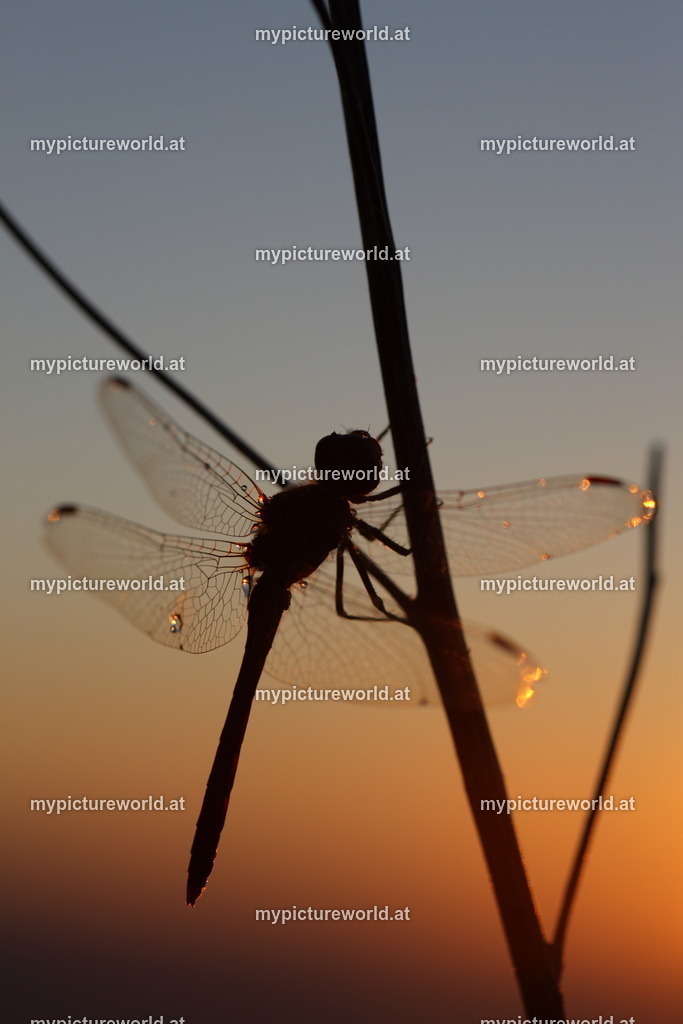 Gemeine Heidelibelle-035 | Das Bilderarchiv über Tiere, Planzen und Landschaften. In der Bilddatenbank finden Sie ein große Auswahl an hochwertigen Bilder für Ihre Werbung - Realisiert mit Pictrs.com