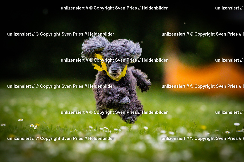 Sven Pries | 2025-05-29 - Pudelrennen KA-Durlach - Realisiert mit Pictrs.com