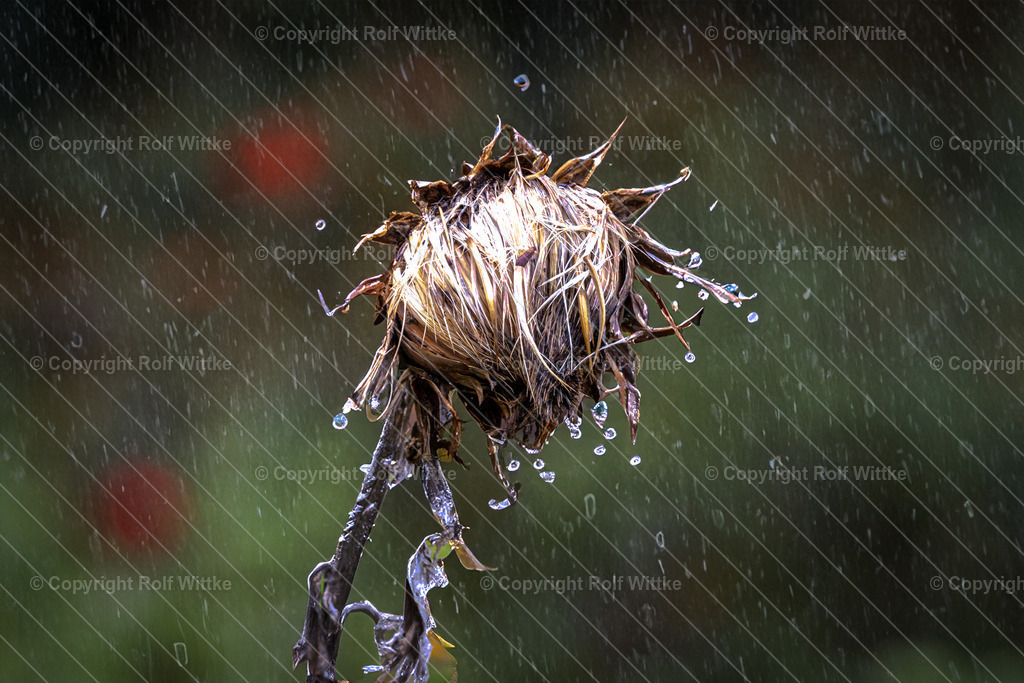 regen und blume3 | Rolf Wittke  - Realisiert mit Pictrs.com