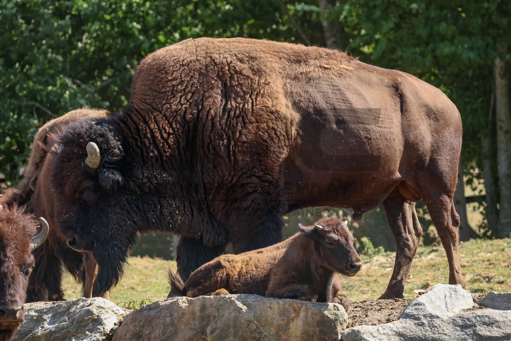 Bisons at Tierpark Herberstein // Bisons im Tierpark Herberstein | Bisons at Tierpark Herberstein in Styria, Austria. The scene shows the powerful animals in their enclosure and highlights their impressive appearance, calm presence and natural behavior in the zoo environment. // Bisons im Tierpark Herberstein in der Steiermark, Österreich. Die Szene zeigt die kraftvollen Tiere in ihrem Gehege und hebt ihr eindrucksvolles Erscheinungsbild, ihre ruhige Präsenz und ihr natürliches Verhalten im Tierpark hervor. - Realisiert mit Pictrs.com
