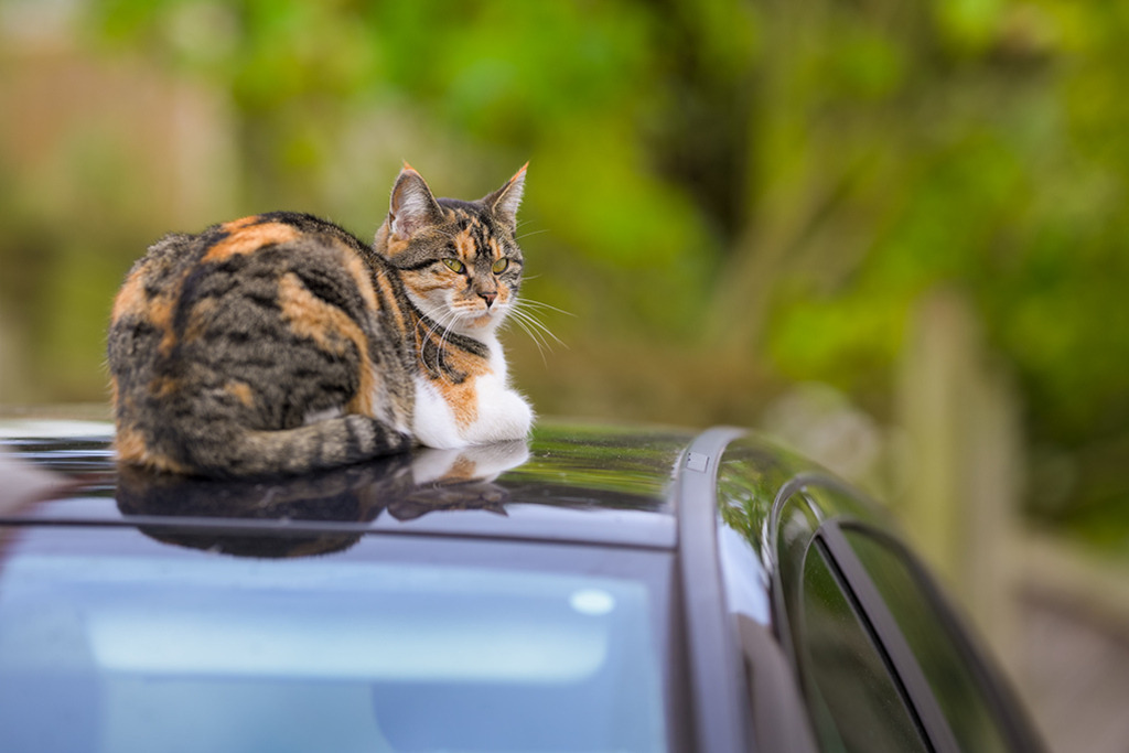 Katze auf Autodach | Eine dreifarbig gestreifte Katze liegt auf einem Autodach und schaut in Richtung ihres Betrachters. — Auflösung des Originals: 8061 x 5374 px. - Realisiert mit Pictrs.com