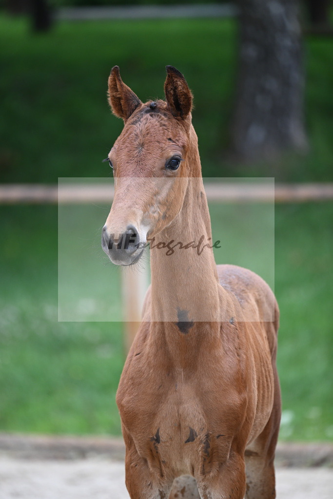 Kat-Nr. nn SF Vitalos_Kopp_25230408 | hf-fotografie - Realisiert mit Pictrs.com