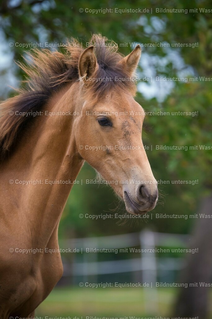 20150913_Fohlen_0041 | equistock