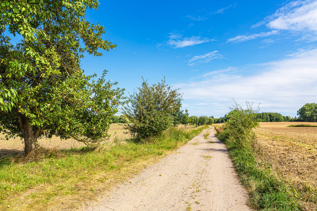 Landschaft mit Weg und Bäumen bei Niex | Landschaft mit Weg und Bäumen bei Niex.