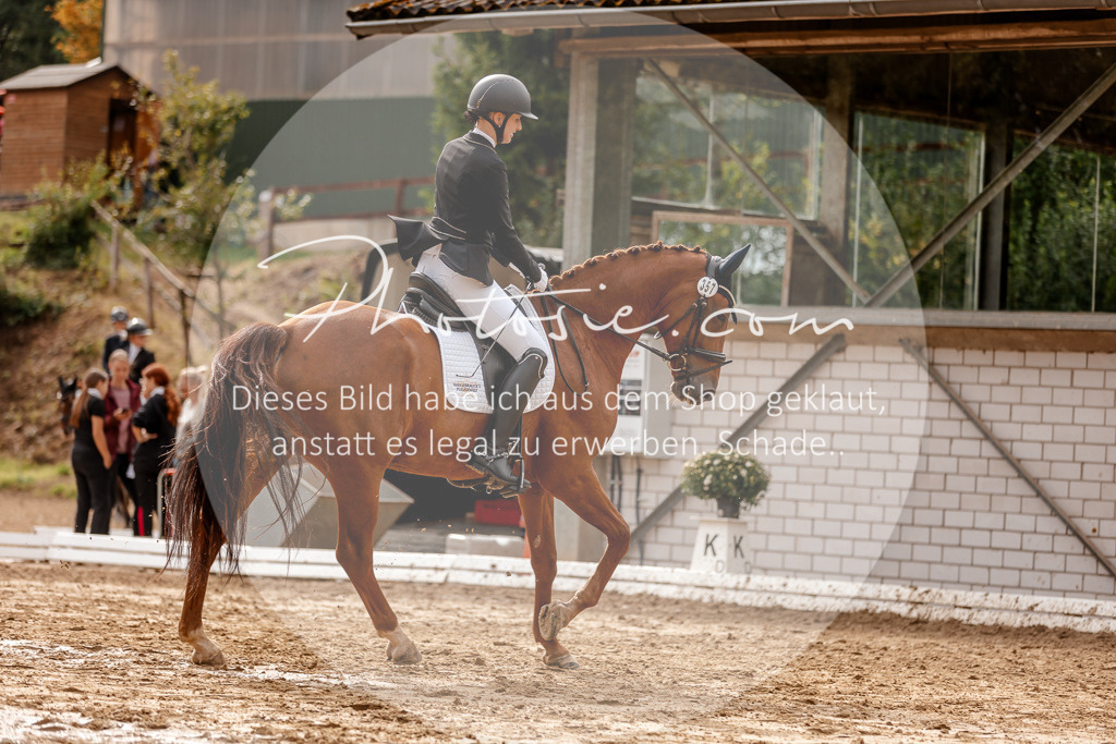 3I6A7391 | Stimmungsvolle Portraits und Reitsportfotografie im Ruhrgebiet und im Münsterland.

Pferdefotografie, Hundefotografie, Tierfotografie, Reportagen, Portraits von Tier und Mensch, Turnierfotografie in Bochum, Recklinghausen, Marl, Haltern am See, Dülmen.. - Realisiert mit Pictrs.com