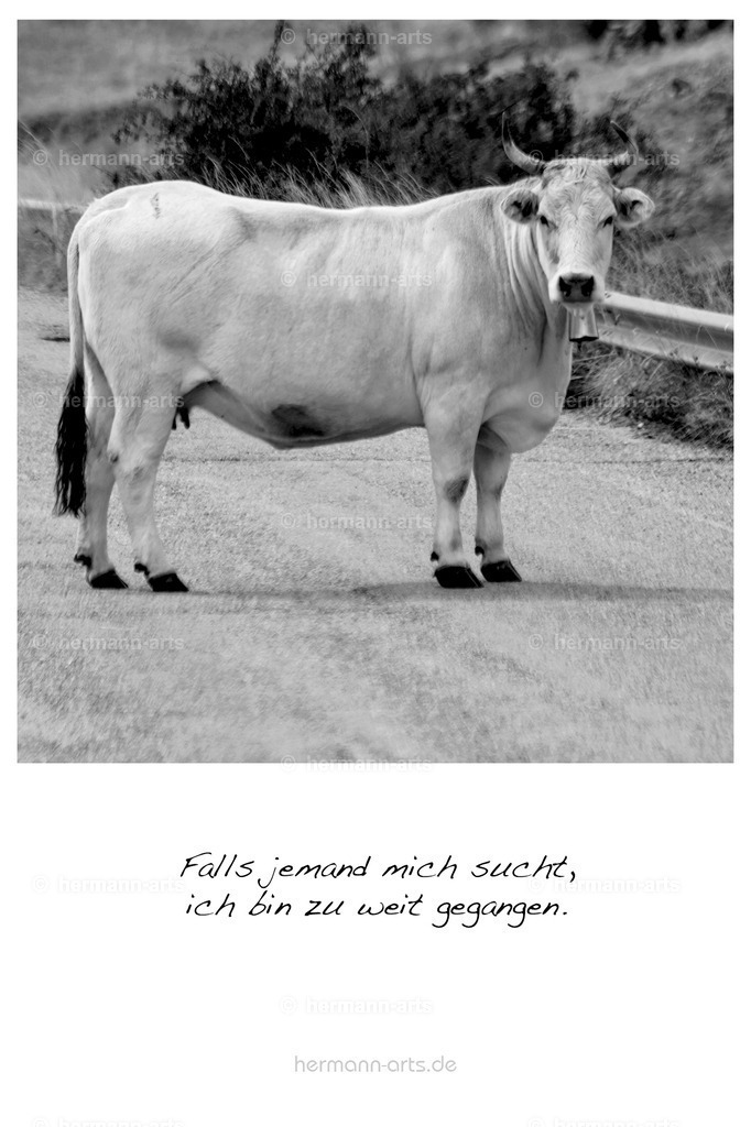 PK_Zitate_10x15_BW-162 | Photo Foto Kunst Art schwarzweiss Bilder Rheine Münster Berlin Blumen 