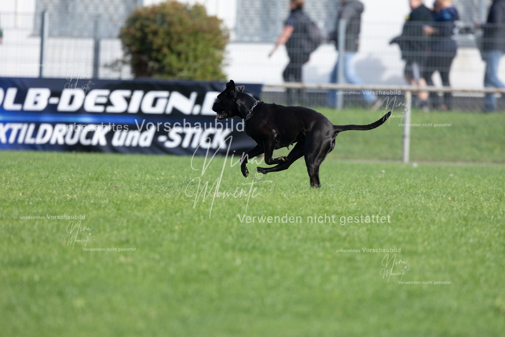 _16A5603 | Einzigartige Fotos von Hunden & Menschen –Actionfotos, Portraits, Vereinsaufnahmen & Paarshootings – authentisch, lebendig & mit Herz.