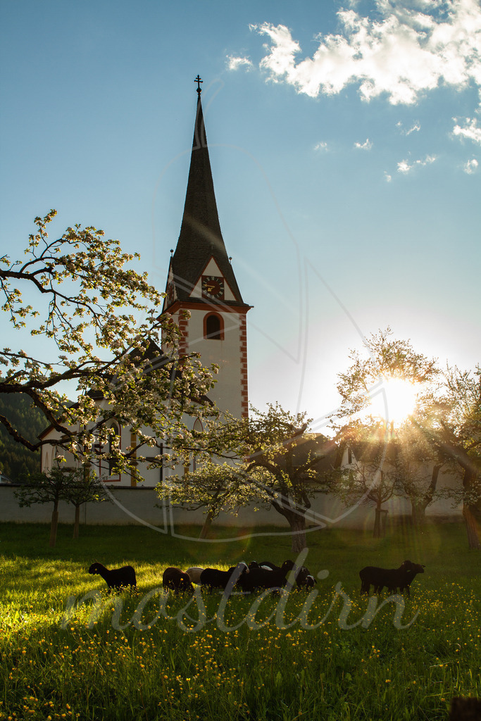 Tierisch schönes Mogreathn | Bei Veröffentlichung des Bildes ist eine Namensnennung wie folgt erforderlich: Foto: Mostdirn Irmgard Wieser - Realisiert mit Pictrs.com