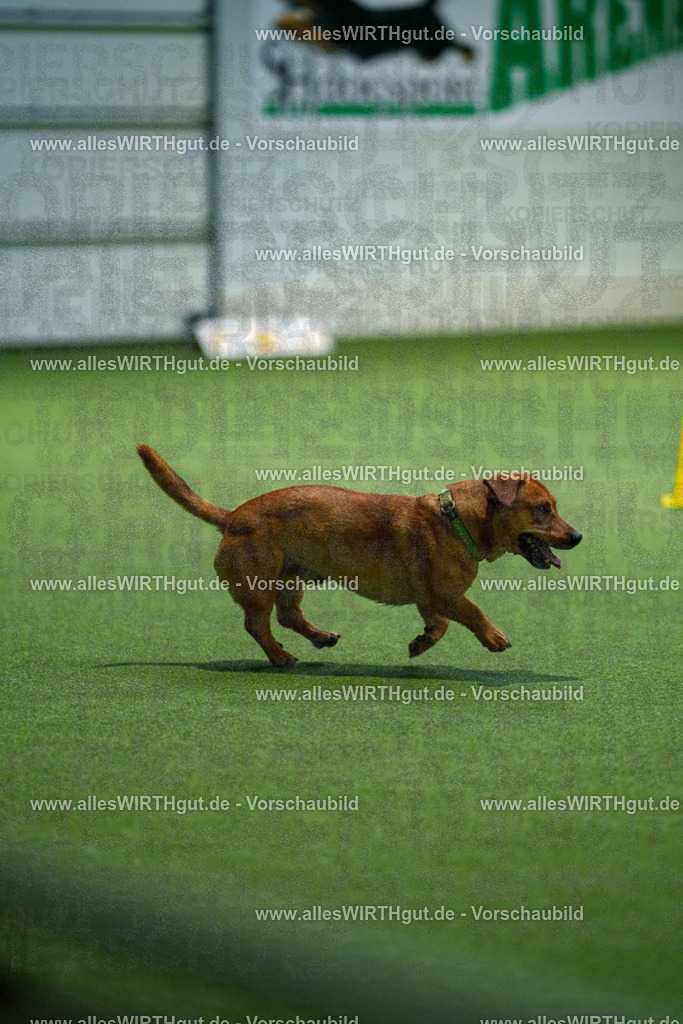 7R507211 | Professionelle Tierfotografie in Mönchengladbach von Daniel Wirth (allesWIRTHgut). Liebevolle & natürliche Bilder von Hunden & Katzen für unvergessliche Erinnerungen.