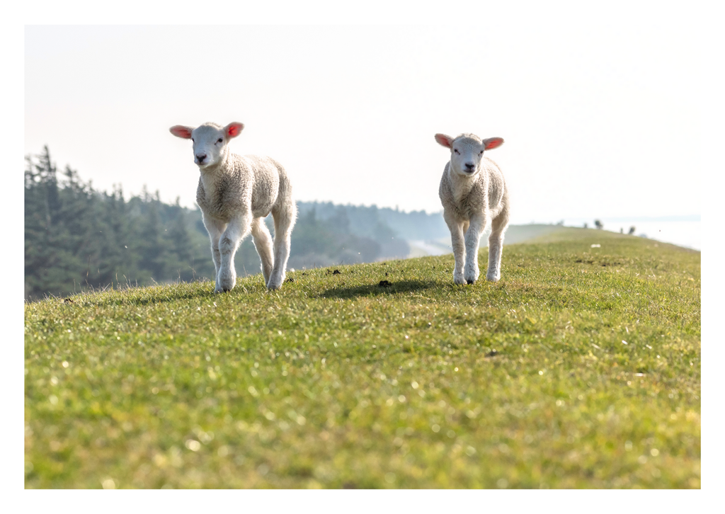 Motiv 53 | Eilun-Art-Fotografie Levke Martens, ihre Fotografin für Immobilien- und Landschaftsfotografie auf Föhr, Föhrer Motive als Poster, Leinwand, hinter Acrylglas oder stelle dir deinen eigenen Monatskalender zusammen, mit nur einem Klick