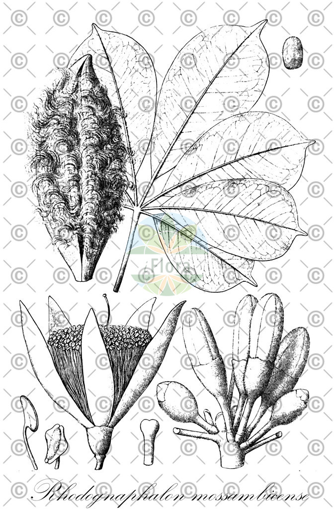 HistAbb_wfo-0000627581_1_ENZY_Simple | Historische Abbildung von Rhodognaphalon mossambicense - Malvaceae | Historical Illustration of Rhodognaphalon mossambicense - Malvaceae