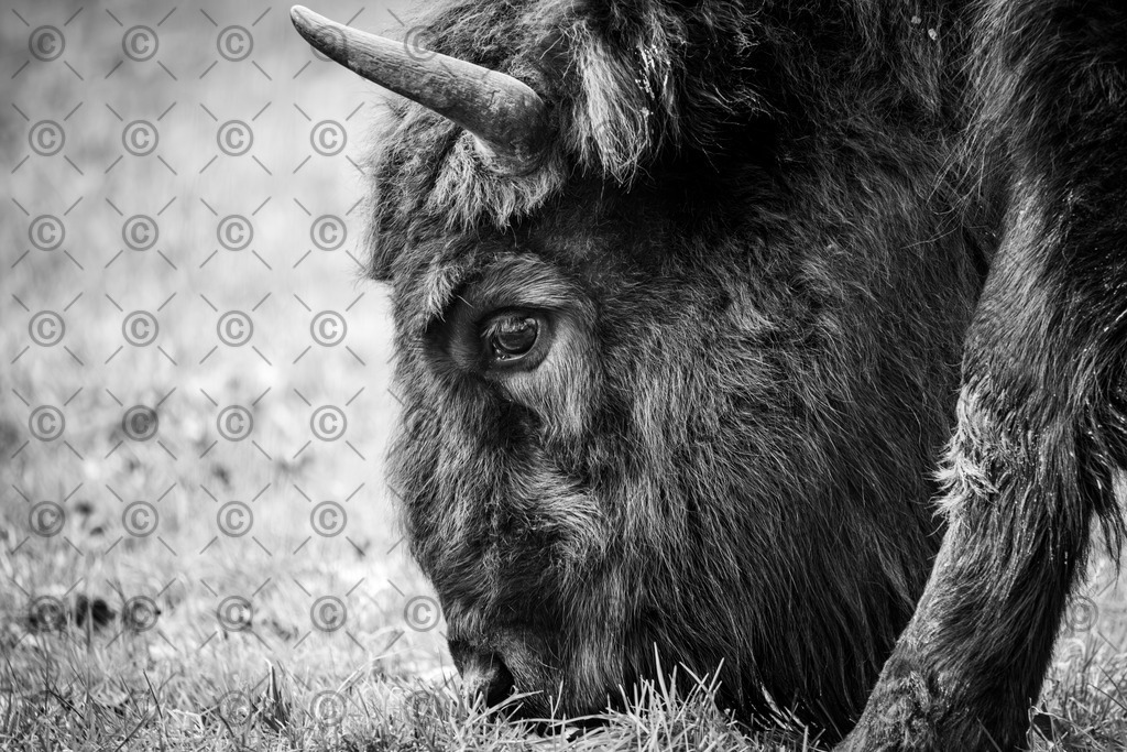 Bison | Ein Bison beim fressen auf der Wiese.