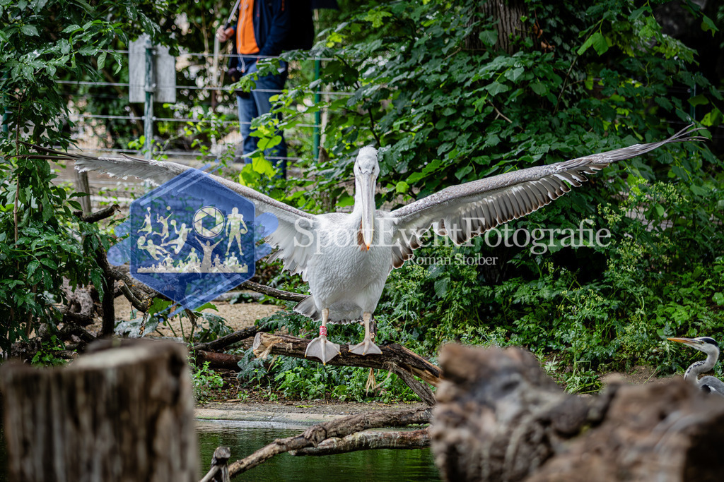 IMG_5885 | SportEventFotografie - Roman Stoiber