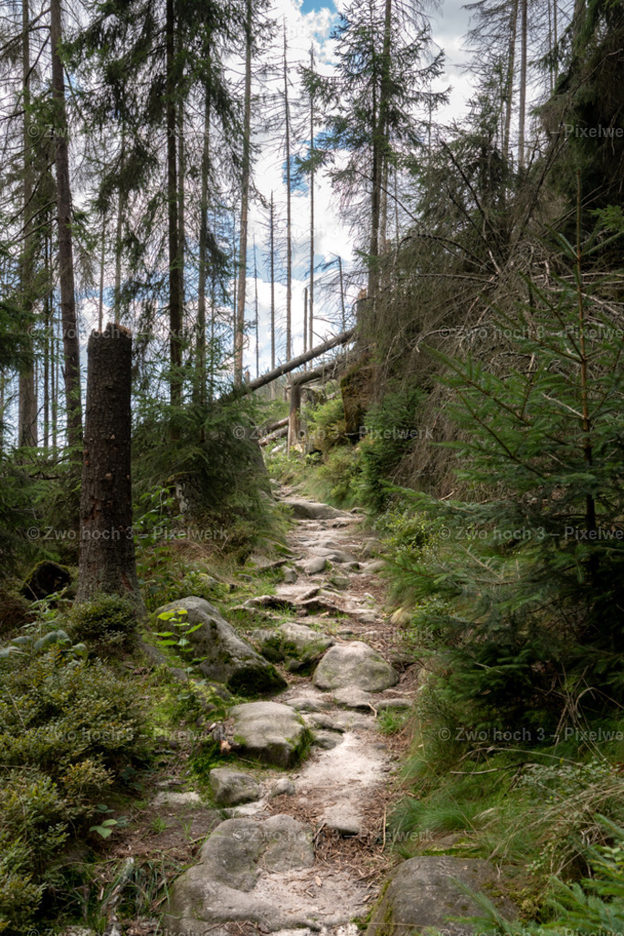 Koenigsweg_Nahe_Wolfsfalle_Baumstumpf_Waldweg_Stein | 2022-09-02_Waldbrandgebiete_2 - Realisiert mit Pictrs.com