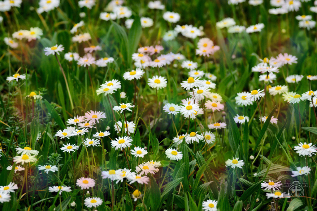 BW-Gänseblümchen-0006 | Entdecken Sie eine vielfältige Auswahl individueller Fotos zum Kauf auf picturalux.de. Finden Sie hochwertige Bilder für Ihre Projekte, die Ihre Botschaft perfekt unterstreichen. Stöbern Sie jetzt und verleihen Sie Ihren Inhalten das gewisse Etwas! - Realisiert mit Pictrs.com