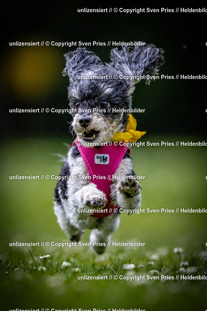 Sven Pries | 2025-05-29 - Pudelrennen KA-Durlach - Realisiert mit Pictrs.com
