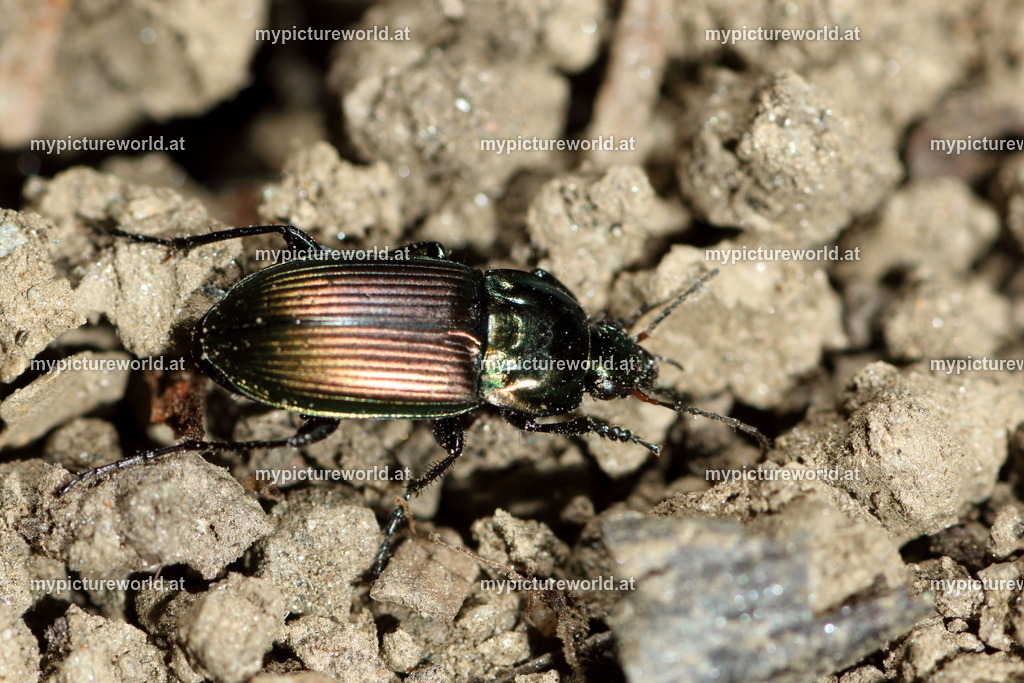 Poecilus versicolor-007 | Das Bilderarchiv über Tiere, Planzen und Landschaften. In der Bilddatenbank finden Sie ein große Auswahl an hochwertigen Bilder für Ihre Werbung - Realized with Pictrs.com
