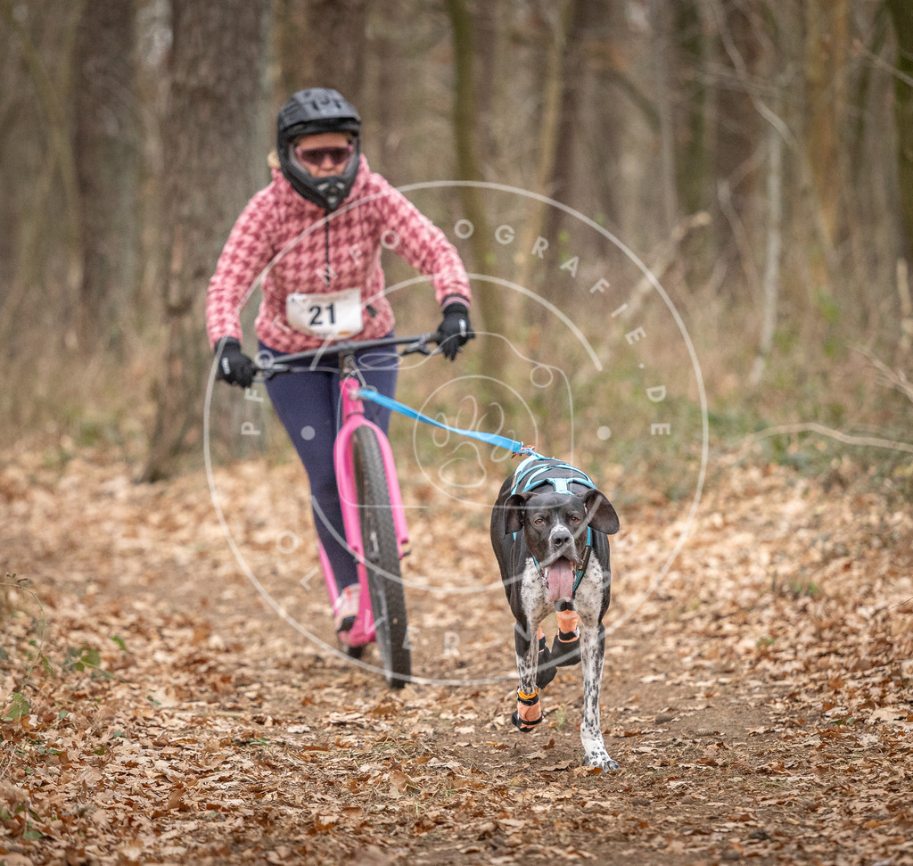 Pfotenfotografie_DV3A7495 | Hundefotografie, Tierfotograf, Pfotenfotografie, Fotoshooting Hund, Hunde Portrait, Hundesport, Hundeportraits, Heideshooting, Hunde, Sportfotograf, Hundefotograf, Turnierhundsport, THS,  - Realisiert mit Pictrs.com