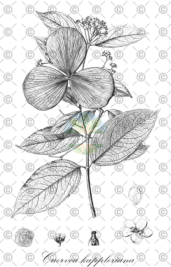 HistAbb_wfo-0000933445_1_ENZY_Simple | Historische Abbildung von Cuervea kappleriana - Celastraceae | Historical Illustration of Cuervea kappleriana - Celastraceae