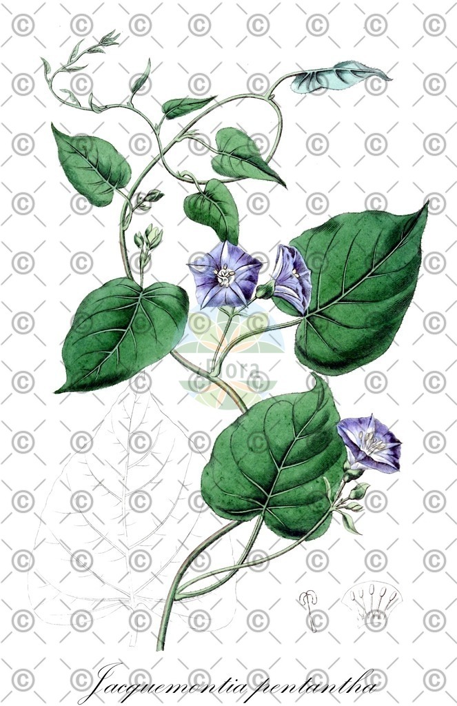 HistAbb_wfo-0000219167_1_ENZY_Simple | Historische Abbildung von Jacquemontia pentantha - Convolvulaceae | Historical Illustration of Jacquemontia pentantha - Convolvulaceae