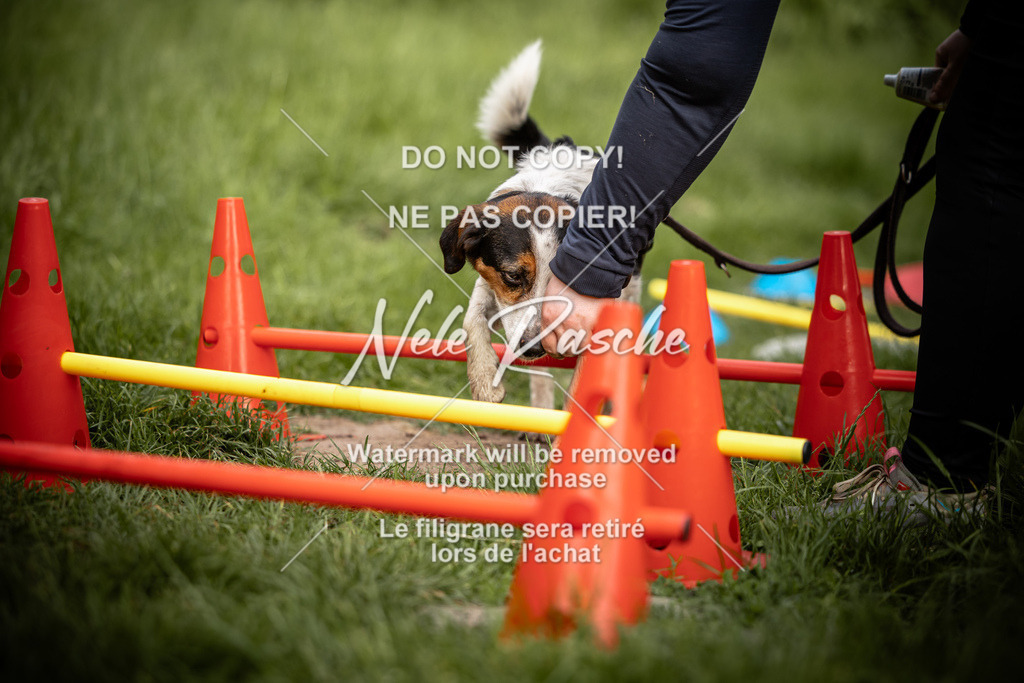 nelerasche_So-earlydog_79 | nelerasche