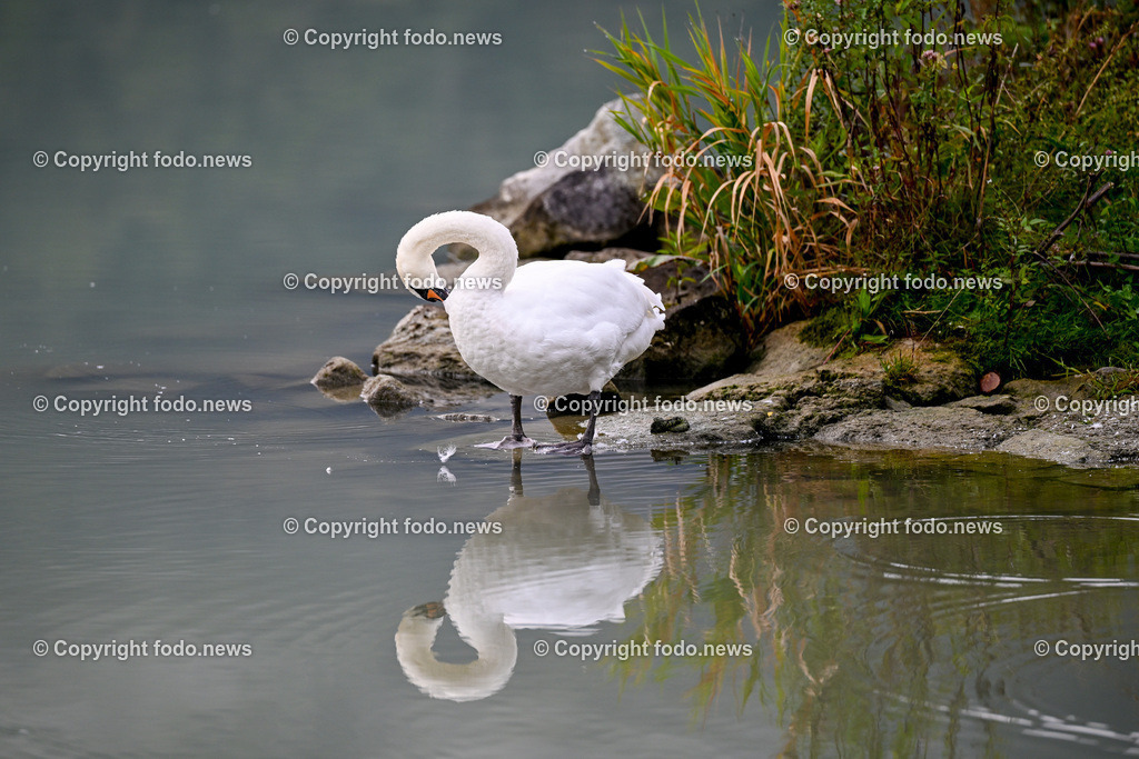Schwan_ 24.10.2025-1 | 24.10.2025, Linz, AUT, Schwan, im Bild Themenbild, Schwan, See, Spiegelung, Wasser, Ufer, Natur, Ruhe, Herbst, Steine, Pflanzen, Wildtier, Idylle, Tierfotografie, Morgendaemmerung, friedlich, Feature, Symbolbild