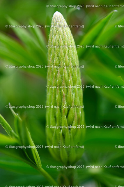 2026-05-17_titusgraphy-hdh_32-01-ln | titusgraphy-shop: Geschenkideen mit Qualitätsfotos. titusgraphy-shop: gift ideas with quality photos. titusgraphy-shop: idées cadeaux avec photos de qualité.  - Realisiert mit Pictrs.com