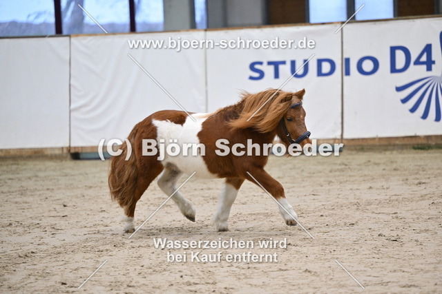 27_Paul - Waulkmill Macrory_963_0614 | Björn Schroeder Pferdefotografie