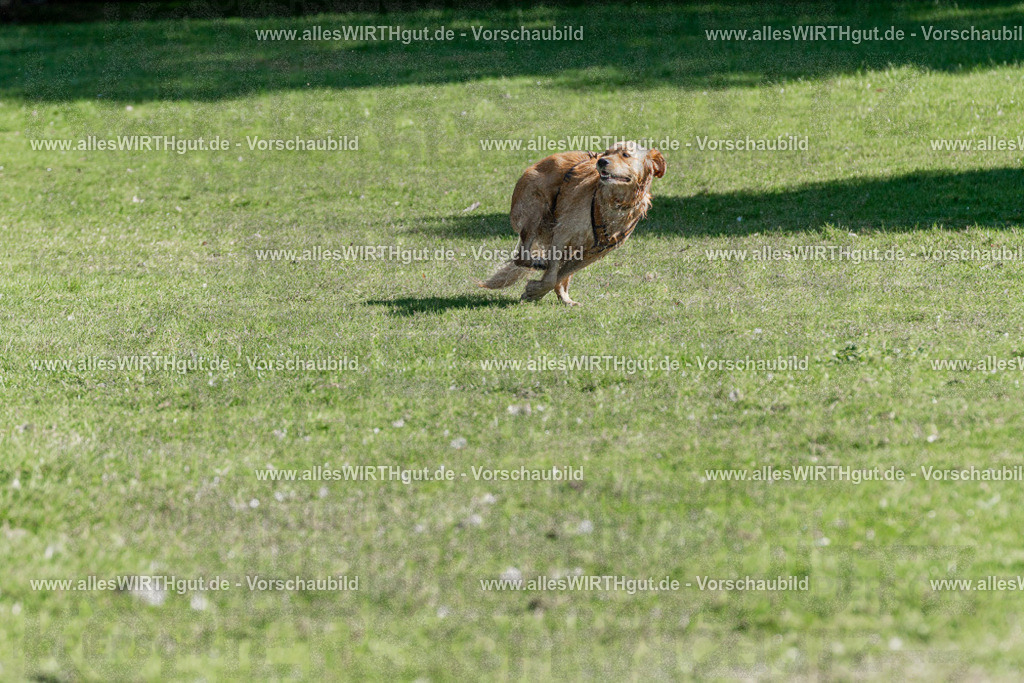 Hundeschwimmen_Volksbad_2026-allesWIRTHgut_Tierfotografie-2609061056-FAY06040 | Professionelle Tierfotografie in Mönchengladbach von Daniel Wirth (allesWIRTHgut). Liebevolle & natürliche Bilder von Hunden & Katzen für unvergessliche Erinnerungen.