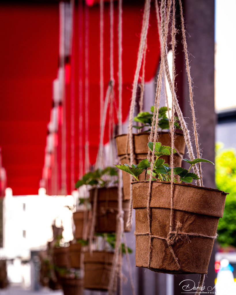 _DSC1666 | Fotografien, Fotos und Bilder aus Mainz, Frankfurt, Wiesbaden und anderen Orten auf der Welt - Fotografiert von Darius Metzner