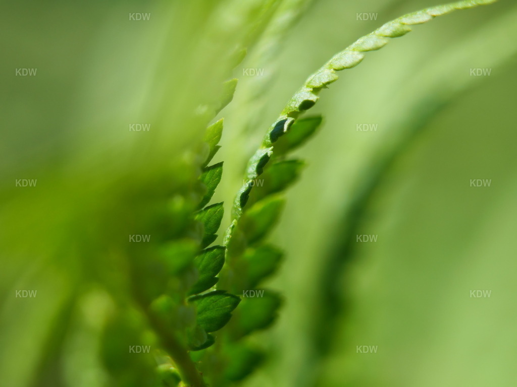 Harmonie - Haiku Fotografie | Ruhe und Leichtigkeit - Realisiert mit Pictrs.com