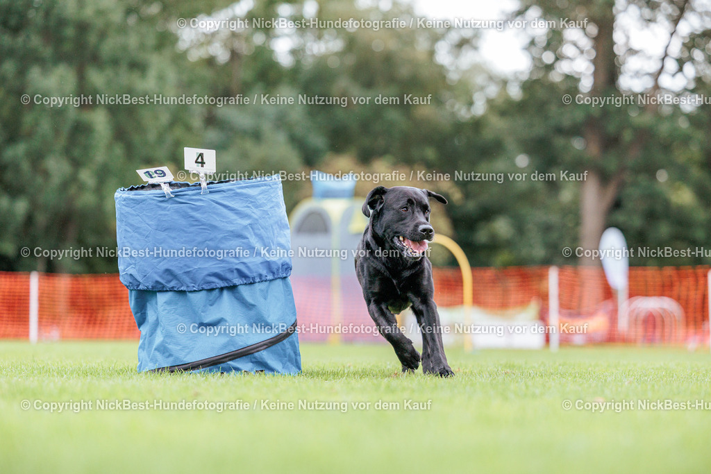 BSP Hoopers-H2 Tag2-2026-Nickbest-Hundefotografie-TuS Komet Arsten e.V.-7563 | Dein Hund! Dein Moment! Deine Erinnerungen! Hundefotografie in Bremen Blumenthal. Ich fange die besonderen Momente deines Vierbeiners ein – ob Indoor mit Blitzanlage oder in der freien Natur. Sicher dir dein Moment und dein Termin für eure Erinnerungen.