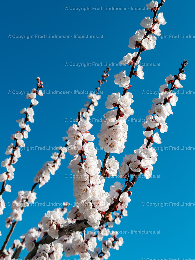 Wachau 04042025 _ Fred Lindmoser-0863 | Fotos und Fotoprodukte - Realisiert mit Pictrs.com