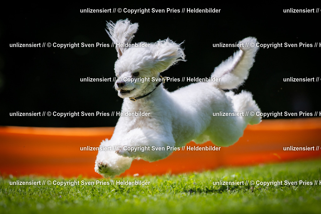 Sven Pries | 2025-08-10 - Hunderennen Durlach - Realisiert mit Pictrs.com