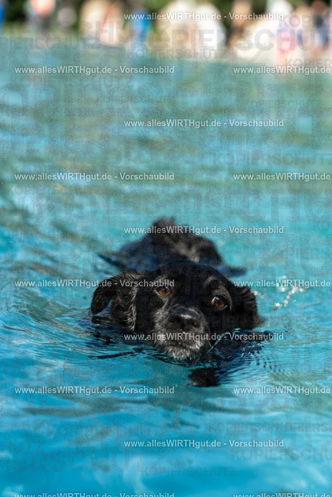 Hundeschwimmen_Volksbad_2026-allesWIRTHgut_Tierfotografie-2609061257-120732-7R500353 | Professionelle Tierfotografie in Mönchengladbach von Daniel Wirth (allesWIRTHgut). Liebevolle & natürliche Bilder von Hunden & Katzen für unvergessliche Erinnerungen.