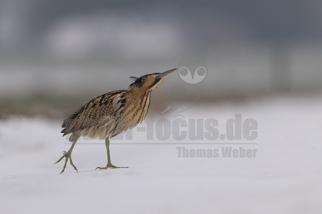 R5M24639_20260111 | Das Bild zeigt eine Rohrdommel (Botaurus stellaris) in einer winterlichen Landschaft, vermutlich in Eemnes, Niederlande. Der Vogel steht auf einer dünnen Schneedecke, die den Boden bedeckt. Sein braun-beige gemustertes Gefieder bietet eine hervorragende Tarnung. Die Rohrdommel blickt mit erhobenem Kopf und Schnabel schräg nach oben rechts, möglicherweise auf der Suche nach Beute oder in Reaktion auf eine Bewegung. Der Hintergrund ist unscharf und zeigt eine gedämpfte, graugrüne Farbpalette, die auf eine offene, flache Landschaft unter einem bedeckten Winterhimmel hindeutet. Es sind keine Berge erkennbar. Die Szene vermittelt die Stille und Kälte eines Januartages. - Realisiert mit Pictrs.com