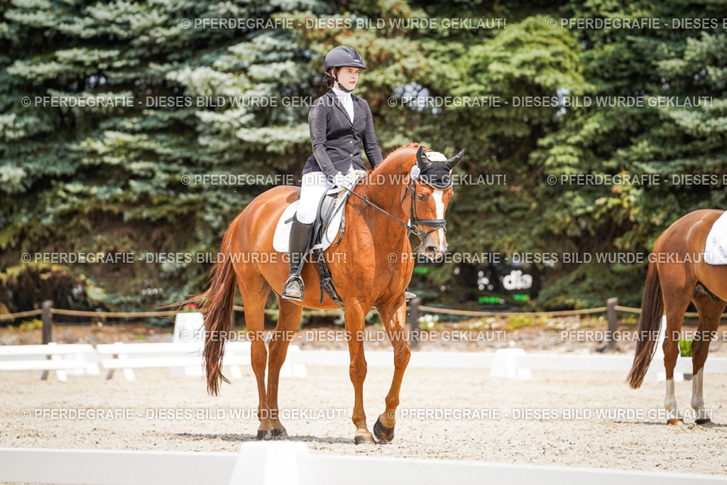 DSC03426 | Pferdegrafie