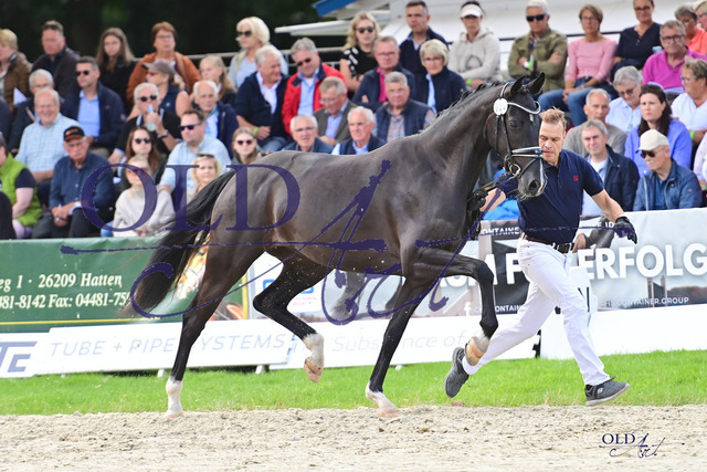 38 Bellini DE433334150820 San Amour I - Fürst Romancier DSC_0474 | <meta name="description" content="★Offizieller Merchandise und Foto-/Videostore des Oldenburger Verbandes.★ ✅Jetzt auch digital Ausdrucke erhältlich." />
<meta name="keywords" content="Merchandise Foto-/Videostore Oldenburger Verband Photographie 