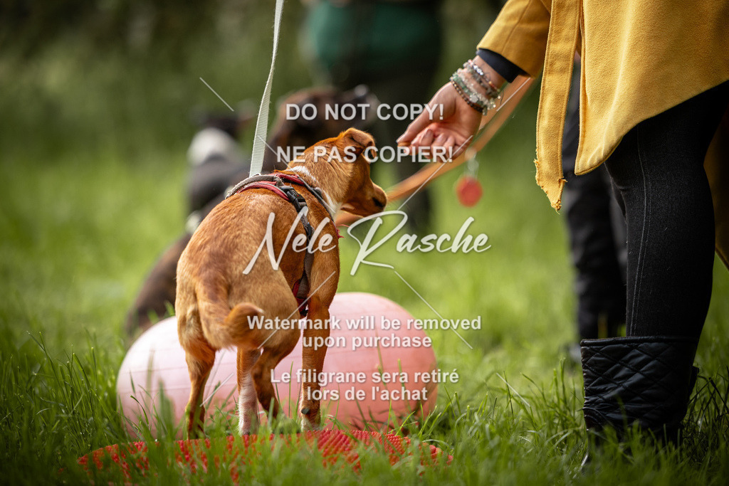nelerasche_So-earlydog_83 | nelerasche