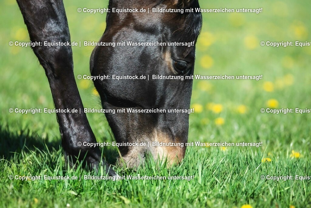 20210426_Pferd-auf-Koppel_0088 | equistock