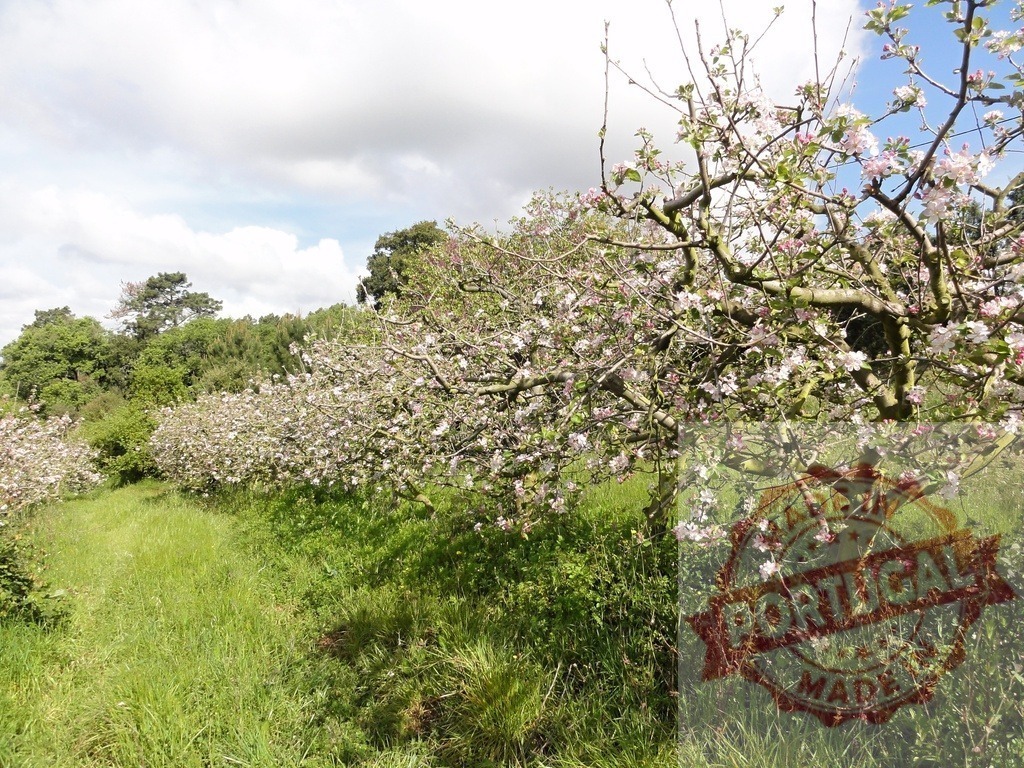 Apple trees blooming in a spring orchard | Apple trees flowering in an orchard during spring, displaying new growth in nature - Realized with Pictrs.com